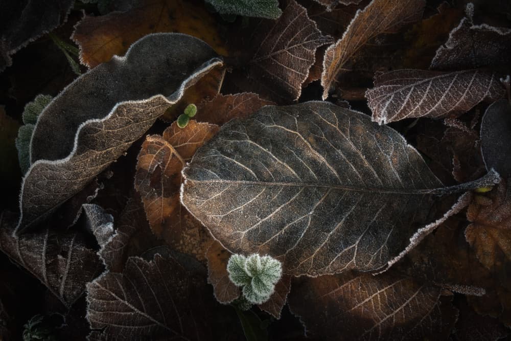 Frosted Autumn Leaves by Milos Lach — canvas wall art