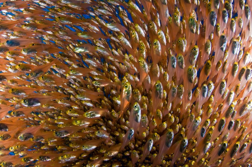 Golden Fish Swarm by Ilan Ben Tov — canvas wall art