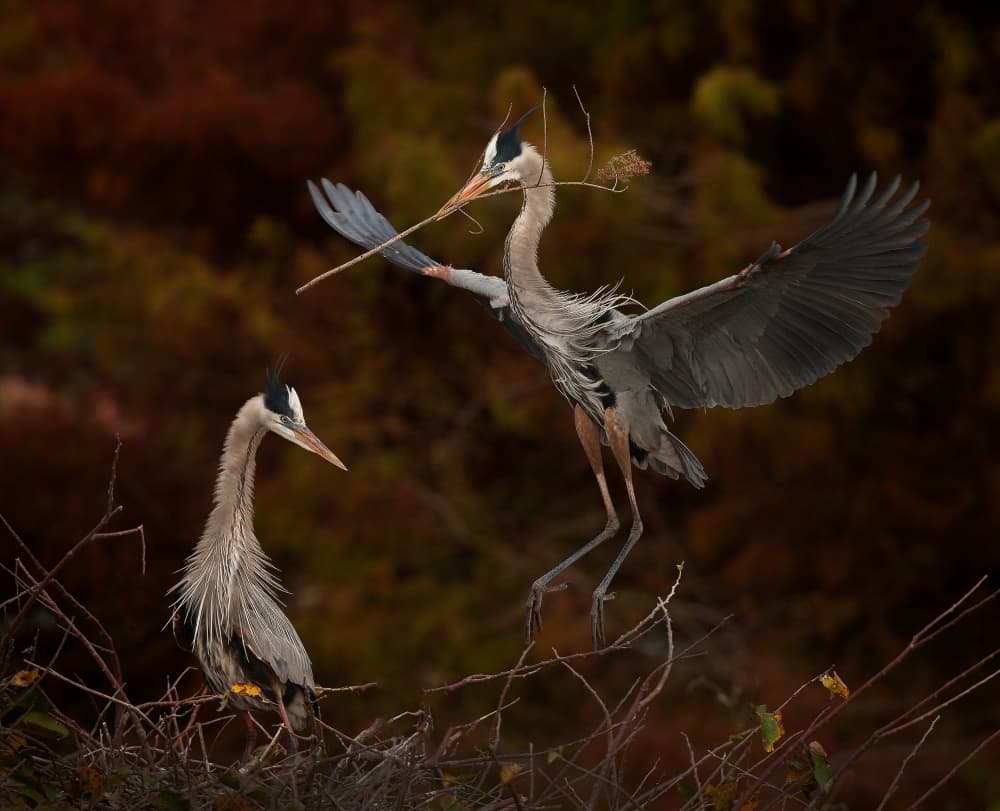 Herons Building Nest by Fabiola Forns — canvas wall art