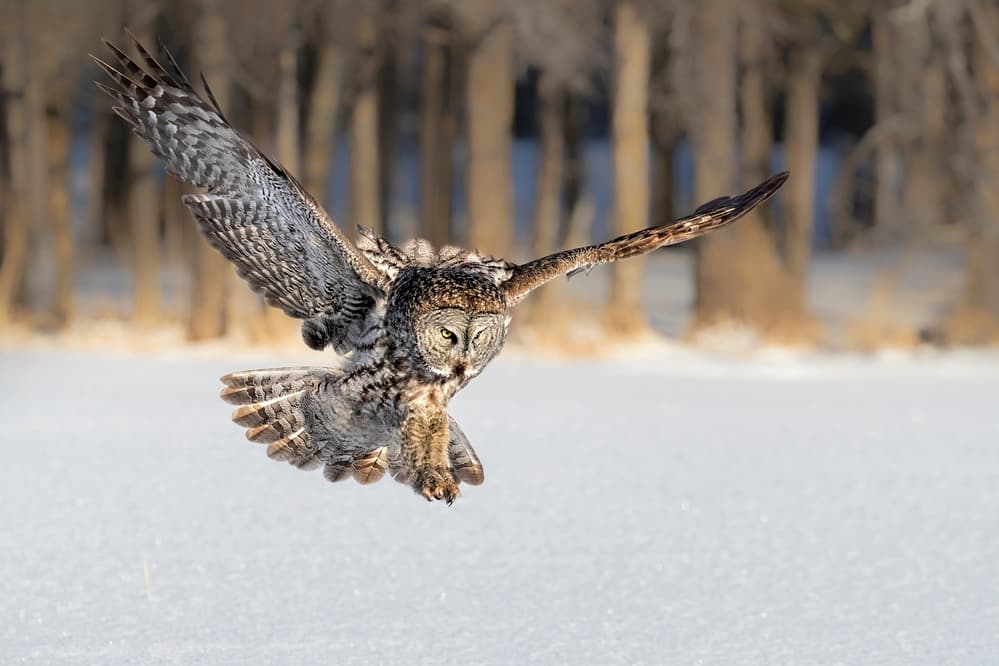 Great Gray Owl Flight by Jun Zuo — canvas wall art