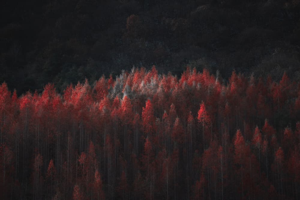 Moody Red Forest by Xiaopeng Guan — canvas wall art