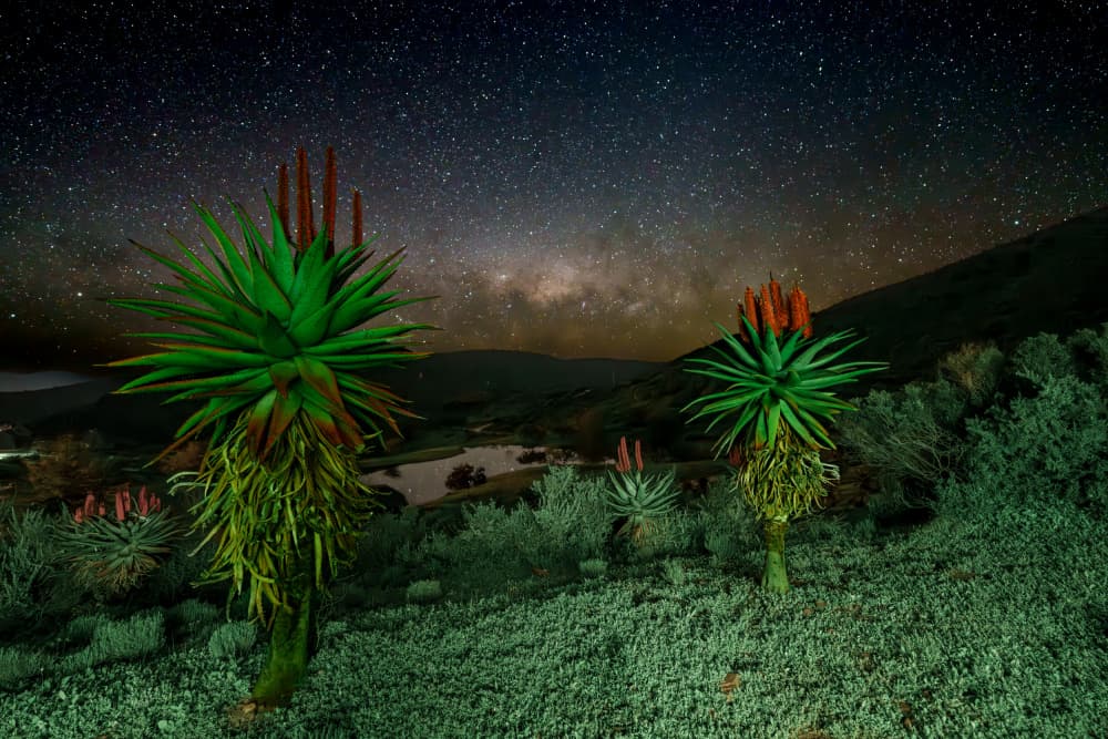 Aloe Under The Milky Way by Etienne Steenkamp — canvas wall art
