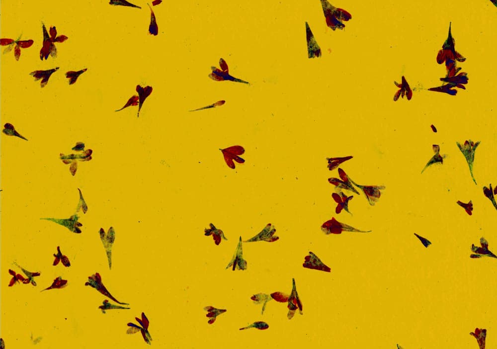 Vibrant Floral Scatter by Santhosh ch — canvas wall art