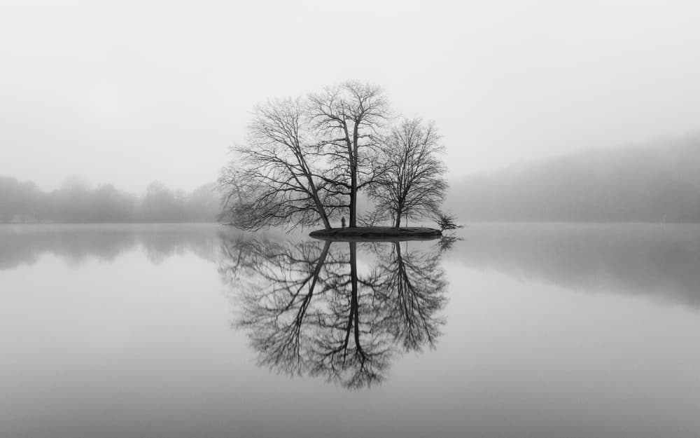 Misty Island Trees by Adam Dauria ☂ — canvas wall art