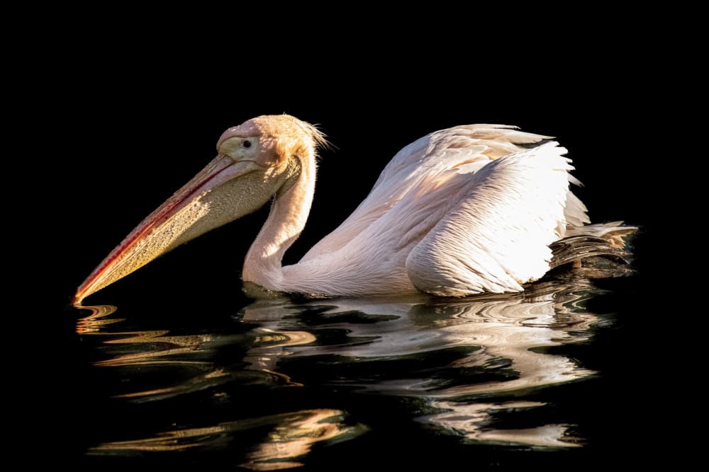 Pelican on Dark Water by Alexandra Isbasoiu — canvas wall art