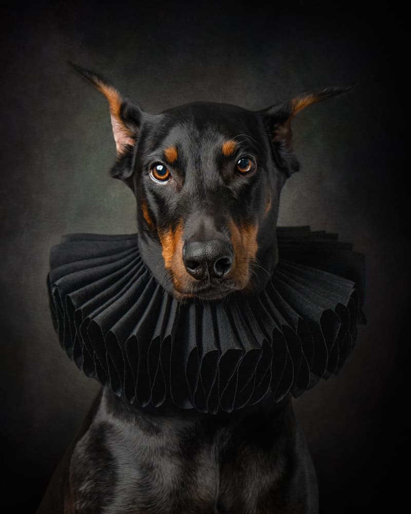 Regal Doberman Portrait