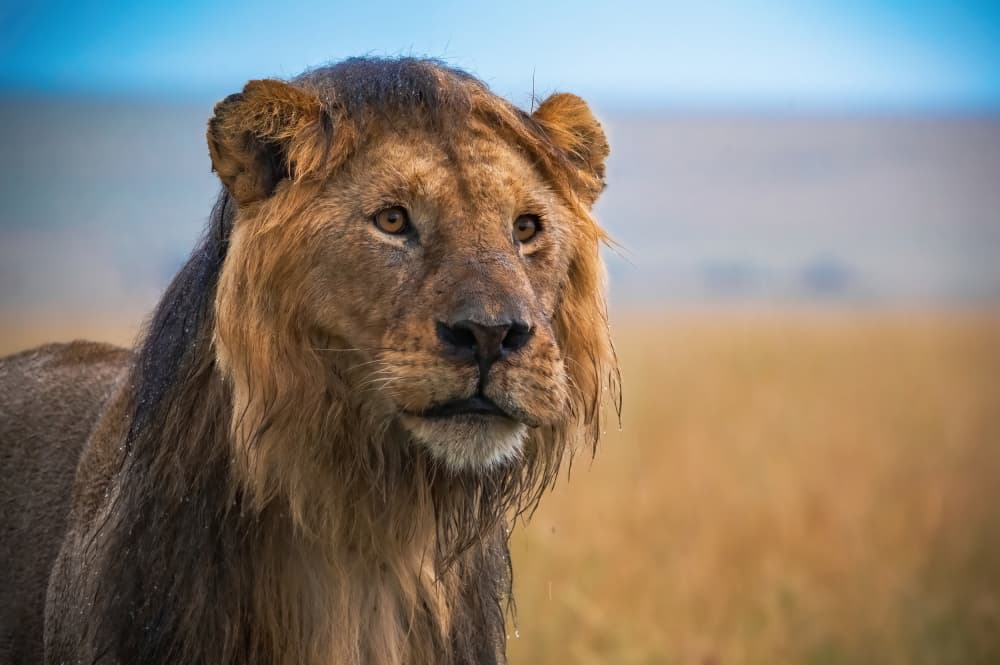 Savannah King by Amro — canvas wall art