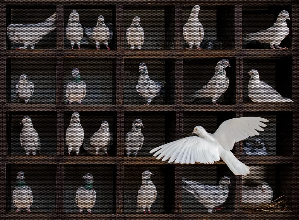 White Dove in Flight by Sayyed Nayyer Reza — canvas wall art