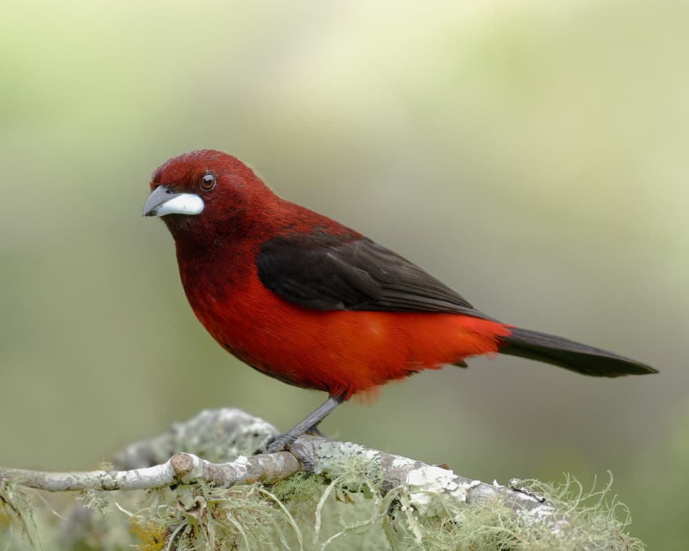 Vibrant Red Bird by Lisandro PEREZ — canvas wall art