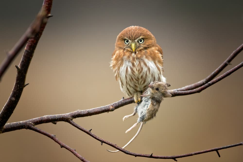 Fierce Owl Hunter by Milan Zygmunt — canvas wall art