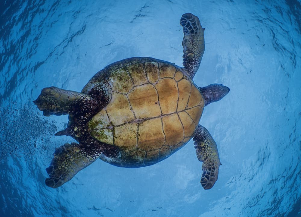 Sea Turtle Ascent by Jennifer Lu — canvas wall art