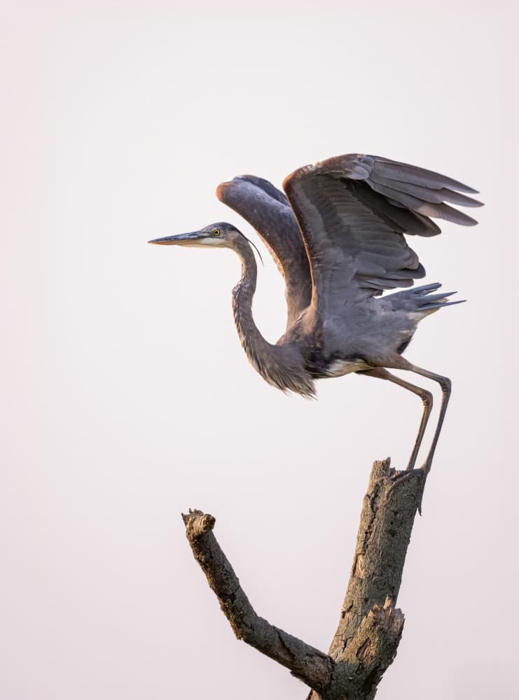 Blue Heron Taking Flight by Vicki Lai — canvas wall art