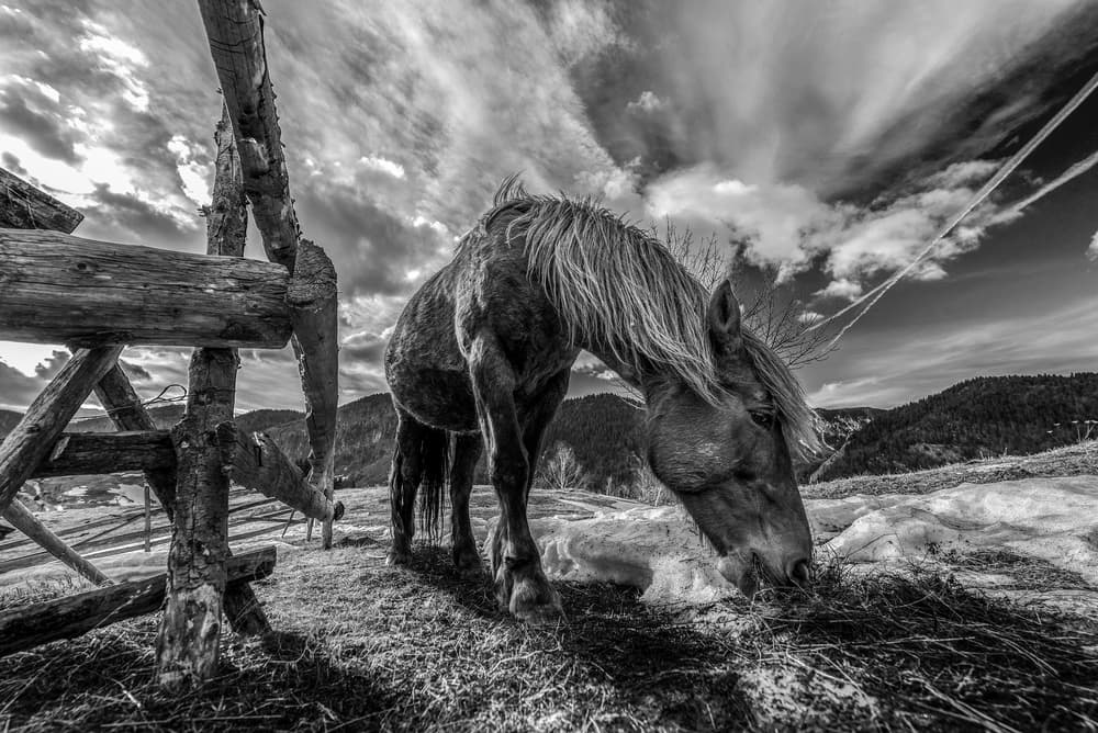THE HORSE by Faris Saieda — canvas wall art