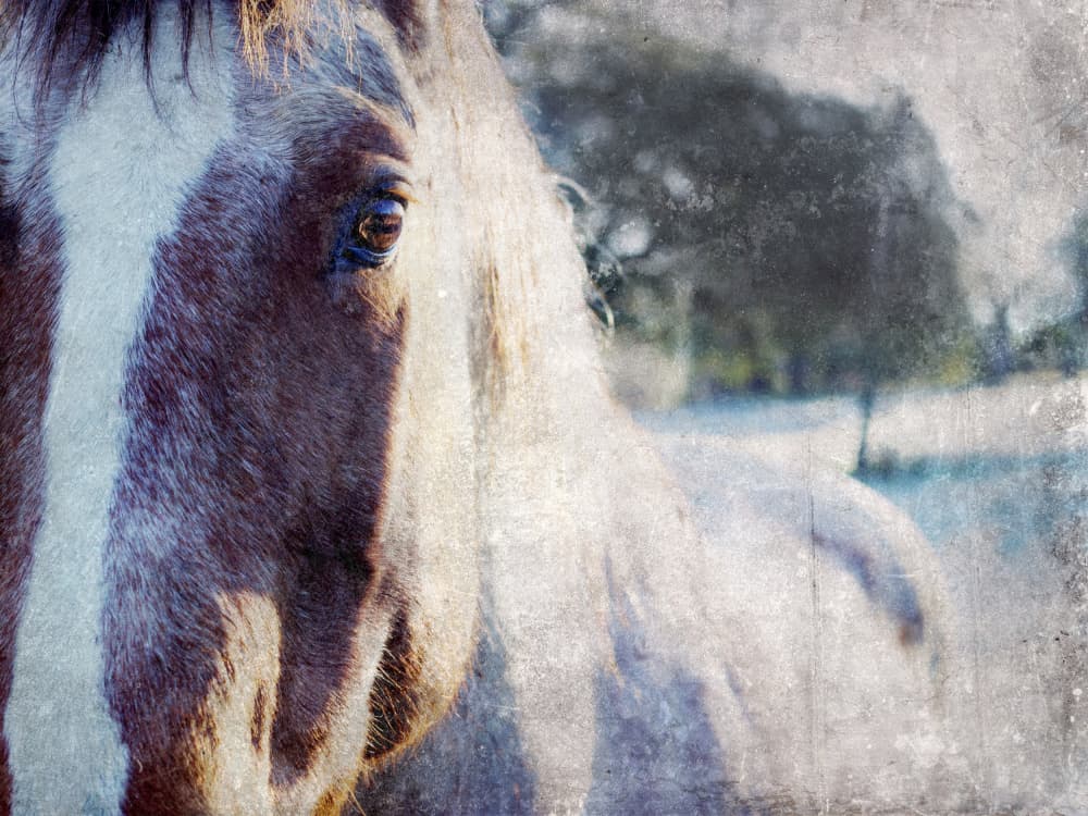 Gentle Horse Gaze by Gemma Bardot — canvas wall art