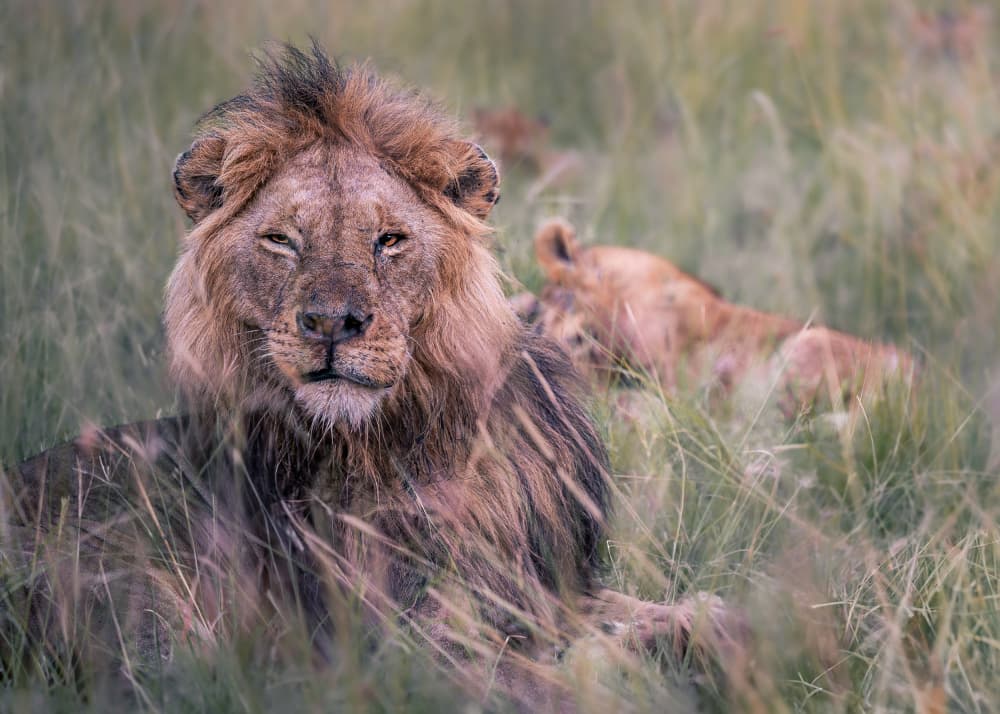 Regal Lion Resting by Amro — canvas wall art