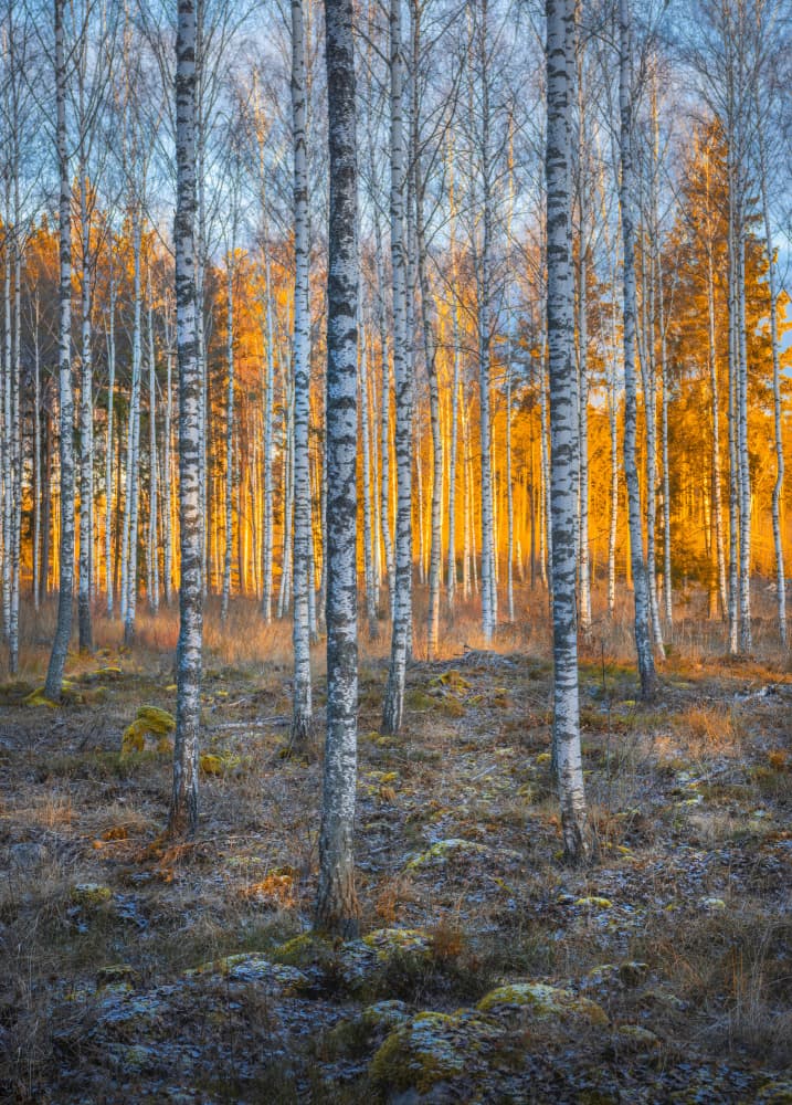 Golden Birch Forest by Christian Lindsten — canvas wall art
