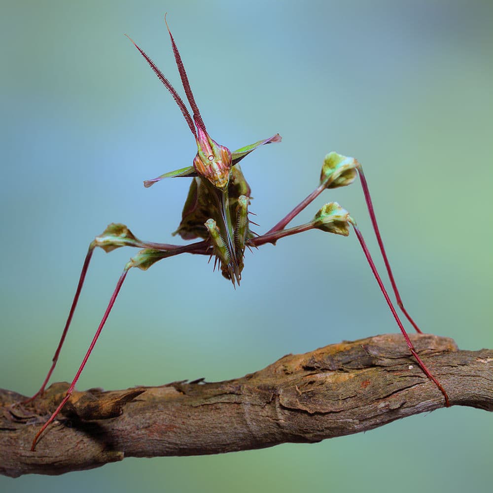 Horned Praying Mantis by Jimmy Hoffman — canvas wall art