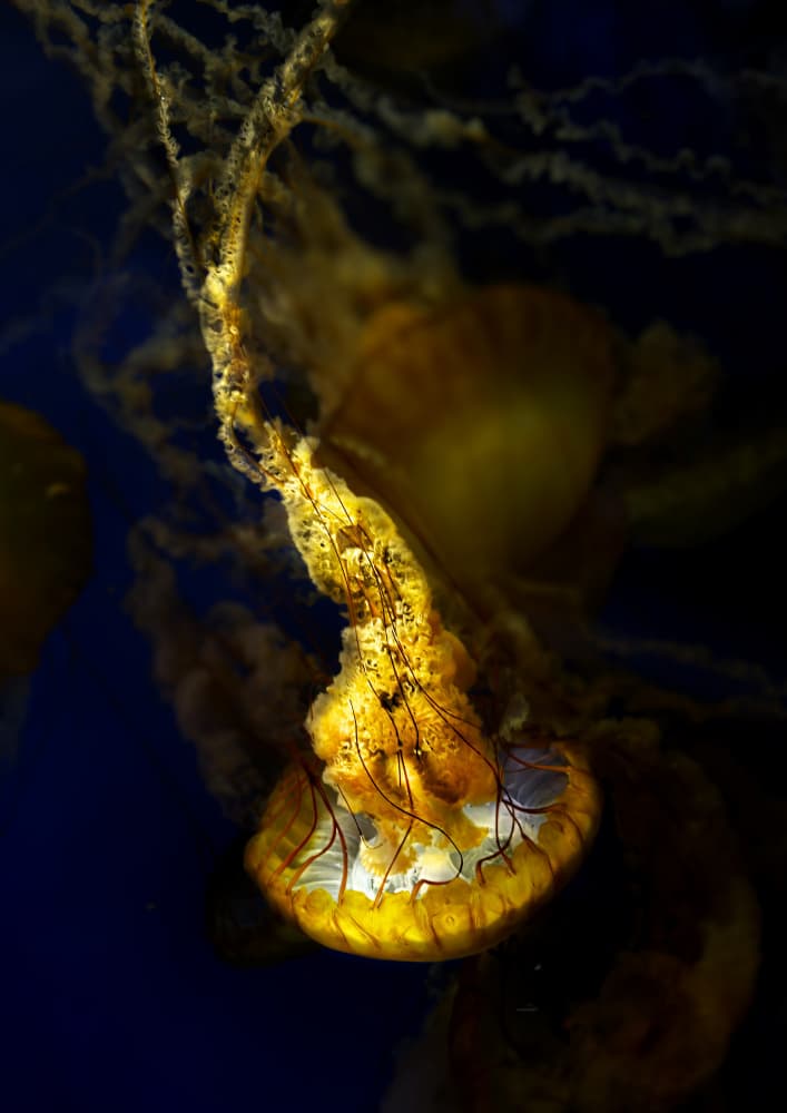 Golden Jellyfish Glow by Kaisyakuji Yushi — canvas wall art