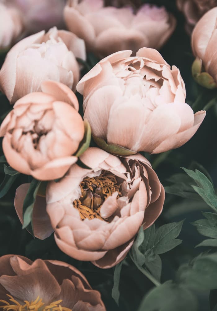 Coral Peonies by Kathrin Pienaar — canvas wall art