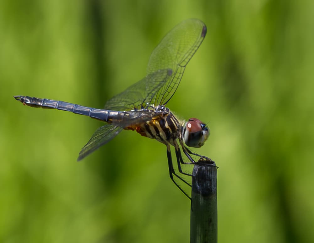 Blue Dragonfly Perched by Michael Castellano — canvas wall art