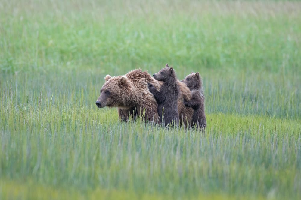 Bear Family in Meadow by Jeffrey C. Sink — canvas wall art
