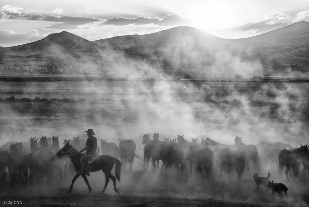 Cowboy Herding Wild Horses by aumitcanan — canvas wall art