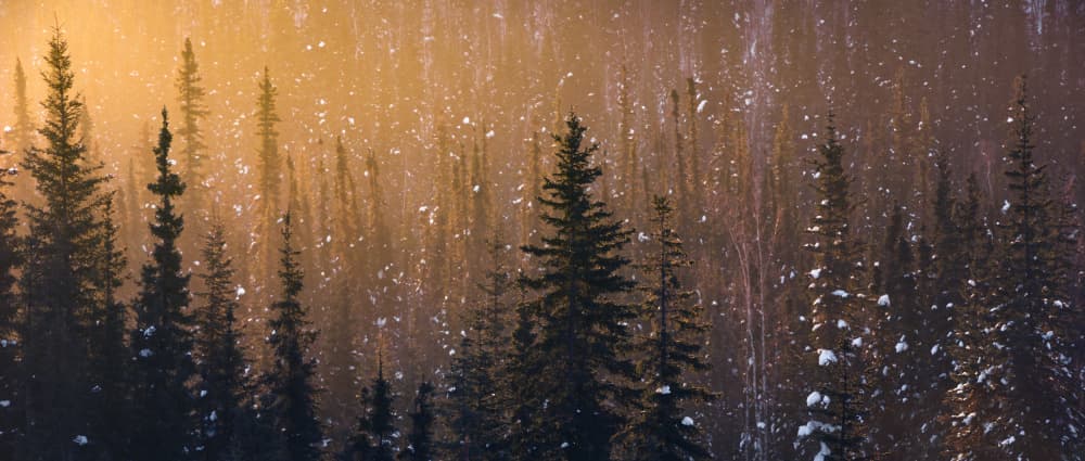 Snow Flakes by Stefan Hefele — canvas wall art