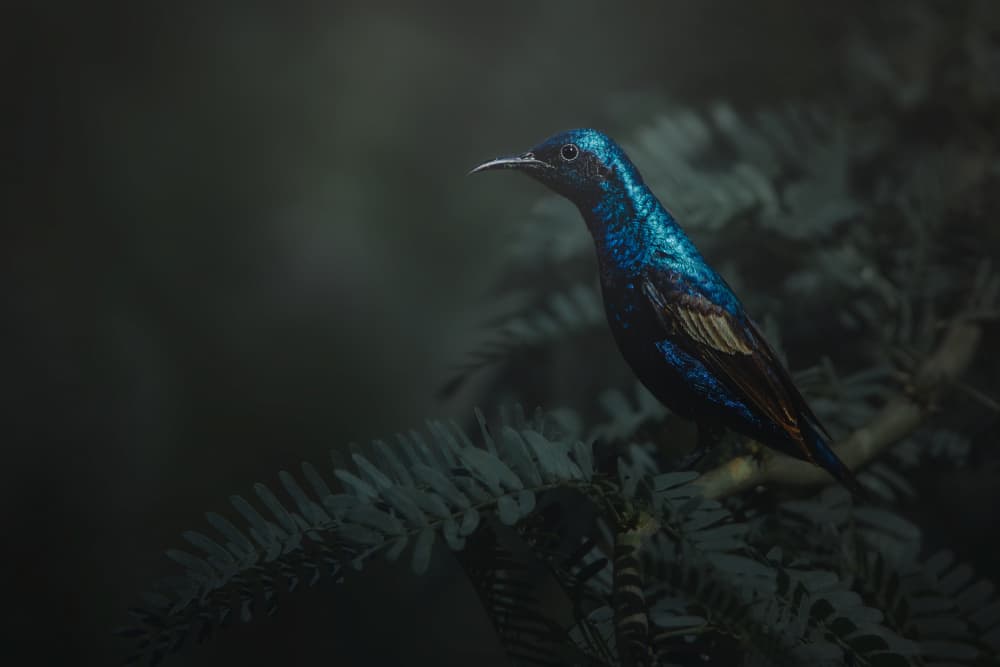 Iridescent Blue Sunbird by Sina Pezeshki — canvas wall art