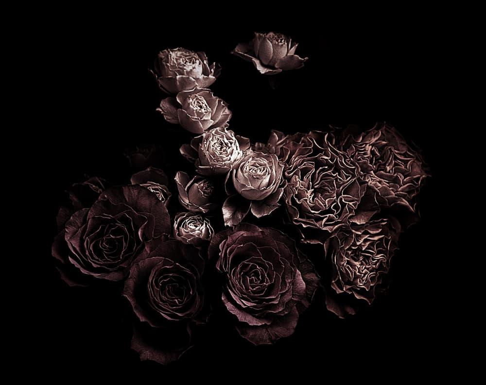 Dramatic Dark Roses by Angel Julie — canvas wall art