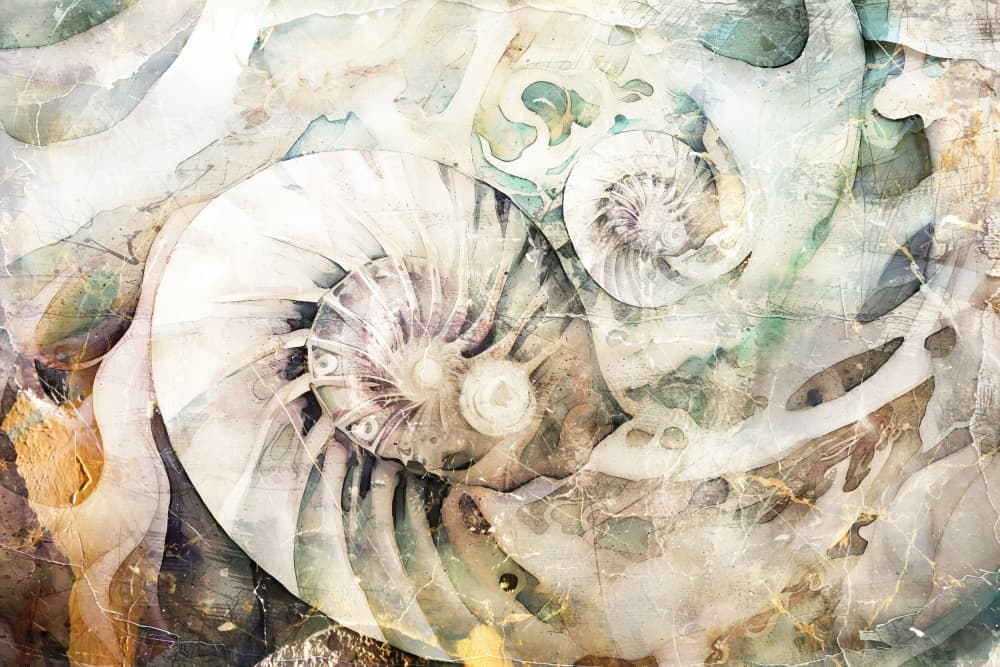 Nautilus Shell Spirals by Rafal Kulik — canvas wall art