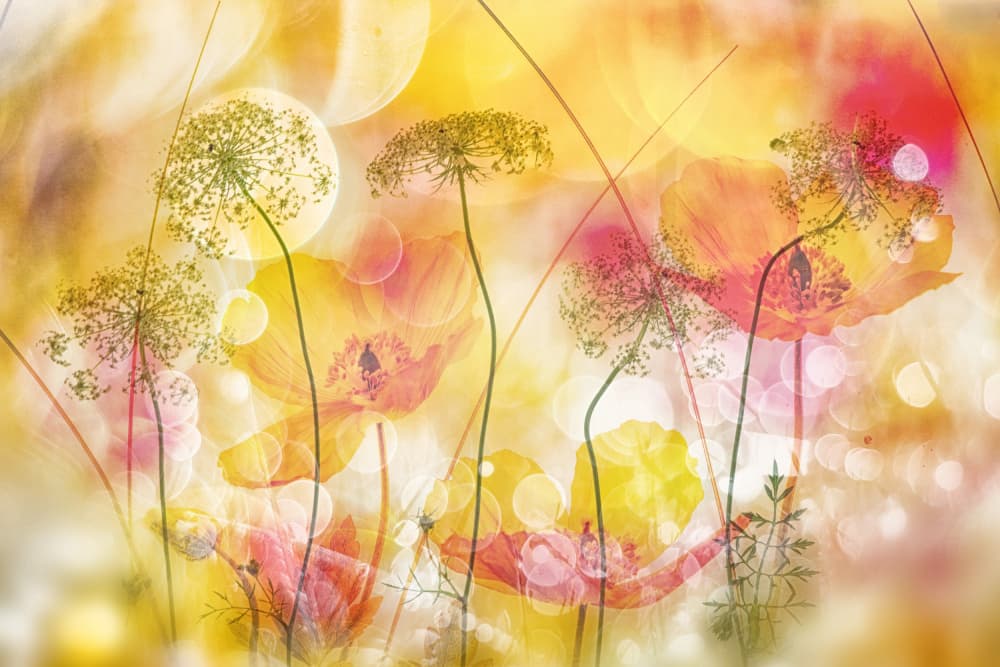 Dreamy Golden Poppies