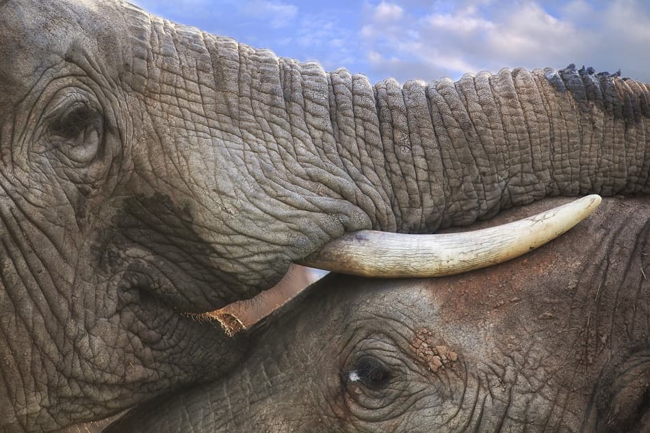 Addo Love by Mario Moreno — canvas wall art