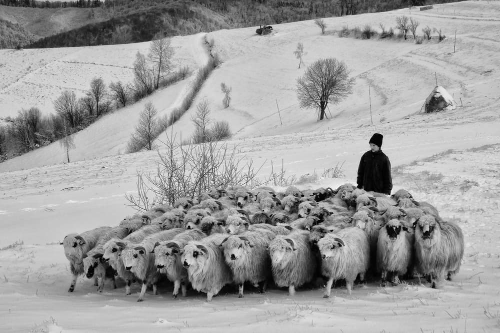 Shepherd and Winter Sheep by Andrei Nicolas - The Traveler — canvas wall art