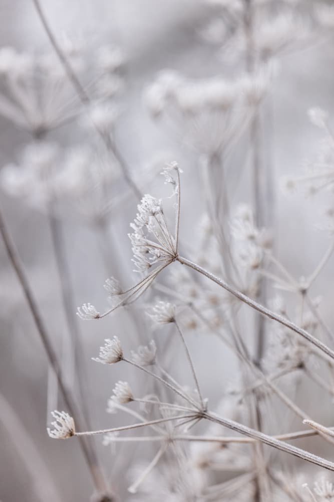 Frozen 6 by Mareike Böhmer — canvas wall art