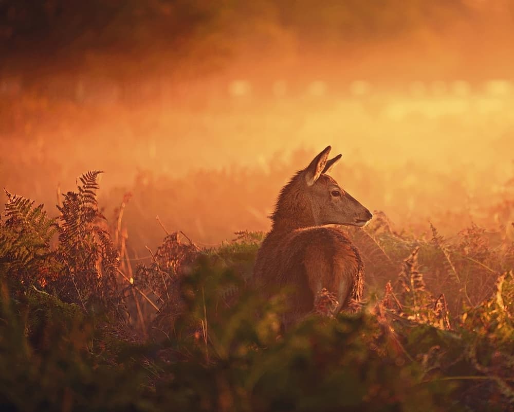 Deer in Golden Mist by Robert Fabrowski — canvas wall art