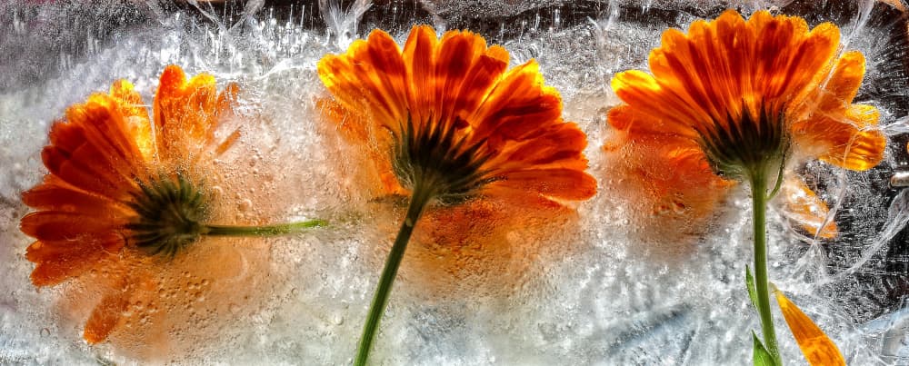 Frozen Orange Blooms by Secundino Losada — canvas wall art