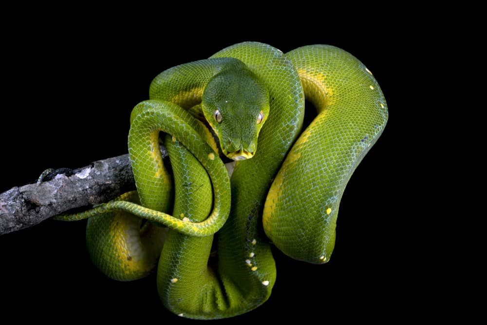 Vibrant Green Python by Kurit Afsheen — canvas wall art