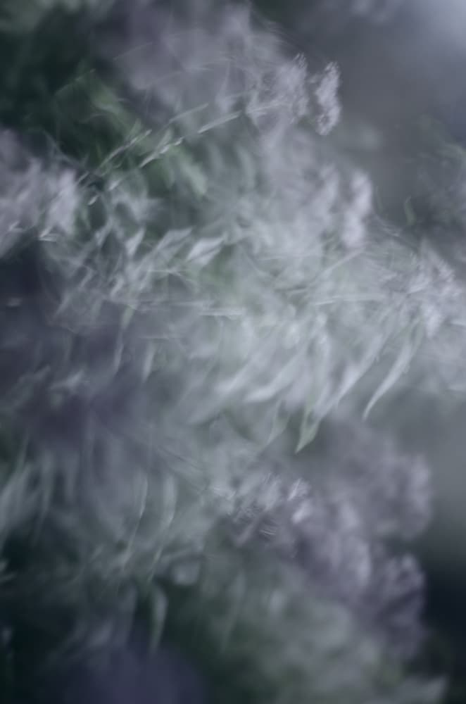 Dreamy Floral Blur by Lynann Colligan — canvas wall art