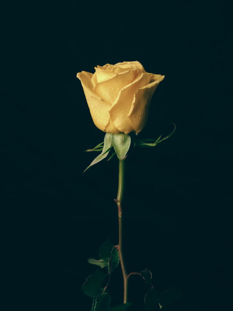 Golden Yellow Rose by engin akyurt — canvas wall art