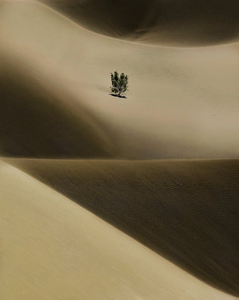 Lone Tree Desert Dunes by pphgallery — canvas wall art