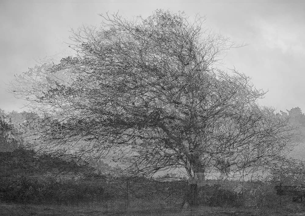 Ethereal Winter Tree by Katarina Holmström — canvas wall art