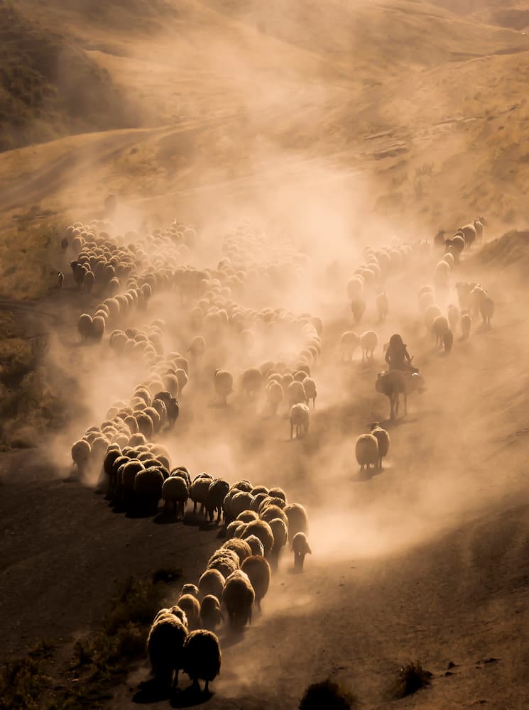 Herding Sheep at Sunset by Murat Cacim — canvas wall art