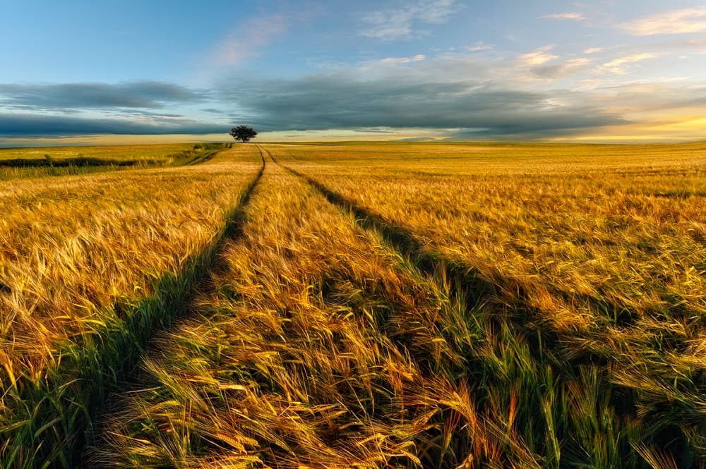 Golden Wheat Field Path
