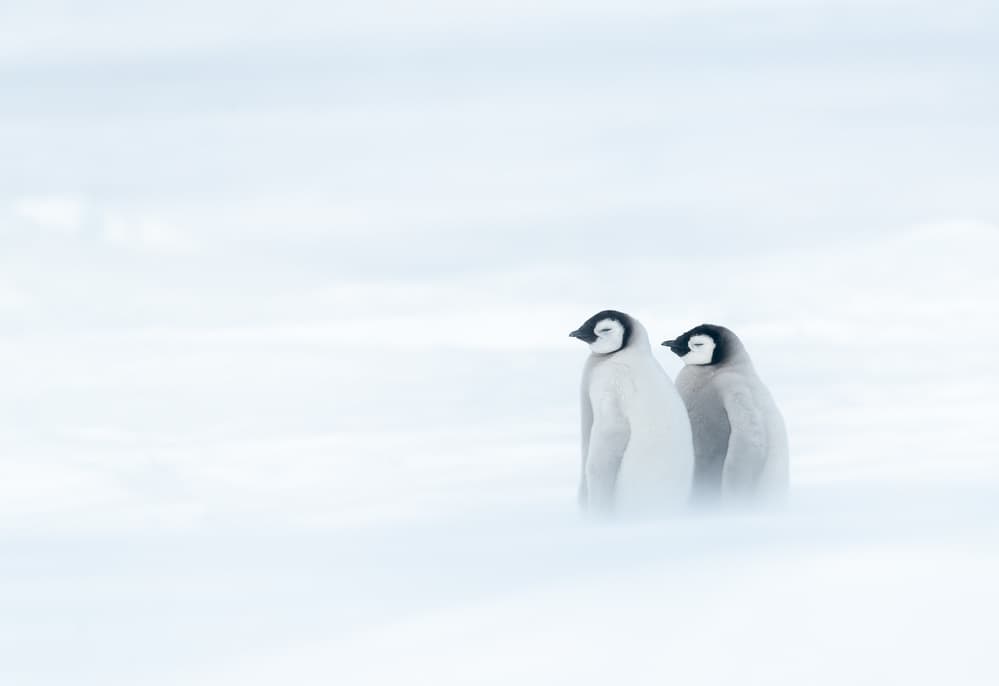 Emperor Penguin Chicks by Liwen Tao — canvas wall art