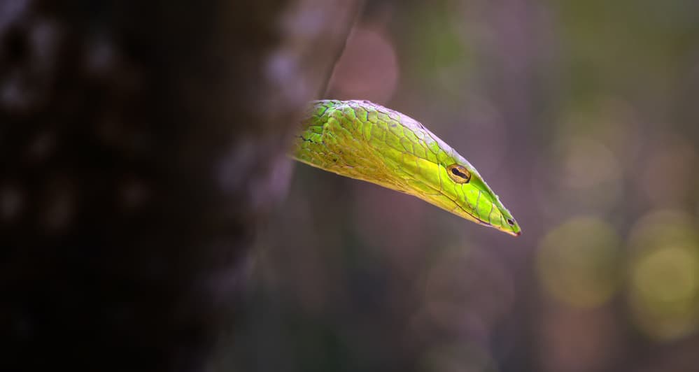 Green Snake Gaze by Fahmi Bhs — canvas wall art