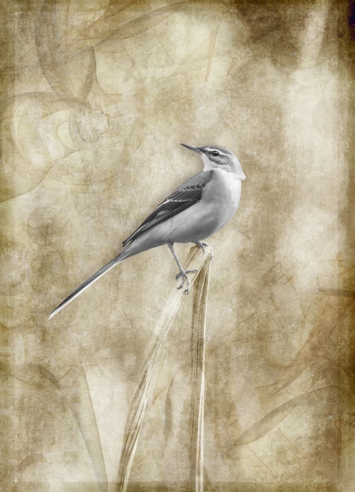 Serene Bird Perched by Takashi Suzuki — canvas wall art