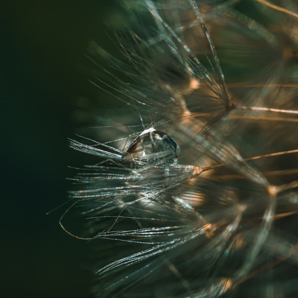 Delicate Dandelion Droplet by KajaG — canvas wall art