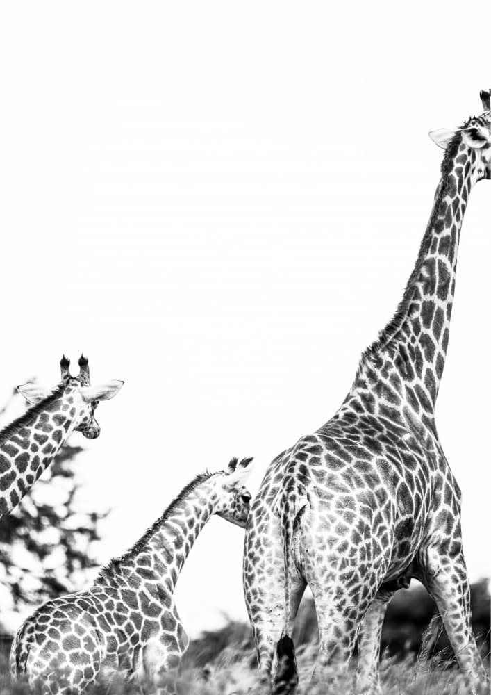 Giraffe Family Stroll by Shot by Clint — canvas wall art