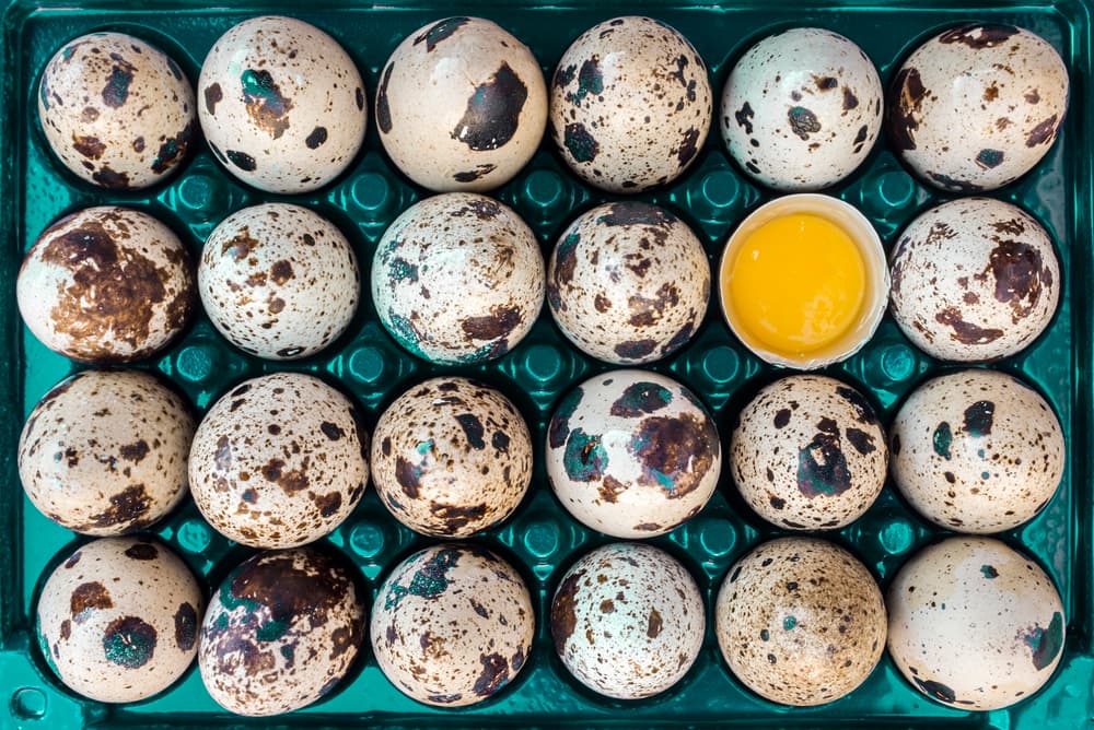 Quail Eggs And Yolk by Alexandru Visan — canvas wall art