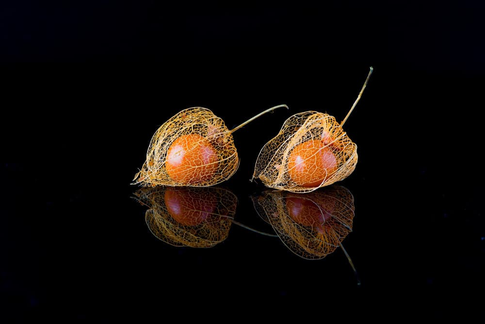 Delicate Physalis Glow by Jay Zhu — canvas wall art